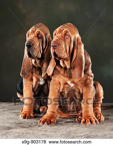 Bloodhound Puppies View Large Photo Image Stock Photo - Bloodhound Puppies. Fotosearch