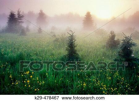 Bloom of buttercup in meadow with spruces and morning mists at sunrise. Lively. Ontario, Canada View Large Photo Image Stock Photo - Bloom of buttercup in meadow with spruces and morning mists at sunrise. Lively. Ontario, Canada. Fotosearch