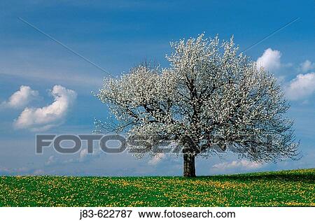 Stock Photo - Blooming cherry tree (Prunus avium) in Dandelion (Taraxacum officinale) meadow, Zug canton. Switzerland. Fotosearch