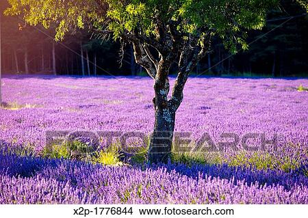 Blooming field of Lavender Lavandula angustifolia around Sault and Aurel, in the Chemin des Lavandes, Provence-Alpes-Cote d? Azur, Southern France, France, Europe, PublicGround View Large Photo Image Picture - Blooming field of Lavender Lavandula angustifolia around Sault and Aurel, in the Chemin des Lavandes, Provence-Alpes-Cote d? Azur, Southern France, France, Europe, PublicGround. Fotosearch