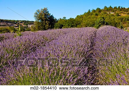 Blooming field of Lavender Lavandula angustifolia around Boux, Luberon Mountains, Vaucluse, Provence-Alpes-Cote d? Azur, Southern France, France, Europe, PublicGround View Large Photo Image Stock Image - Blooming field of Lavender Lavandula angustifolia around Boux, Luberon Mountains, Vaucluse, Provence-Alpes-Cote d? Azur, Southern France, France, Europe, PublicGround. Fotosearch