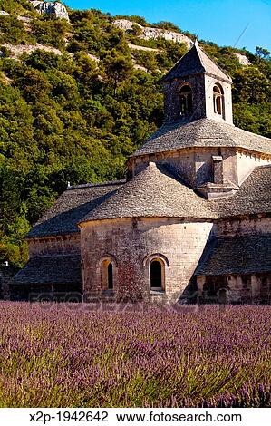 Stock Image - Blooming field of Lavender (Lavandula angustifolia) in front of Senanque Abbey, Gordes, Vaucluse, Provence-Alpes-Cote d? Azur, Southern France, France, Europe.. Fotosearch