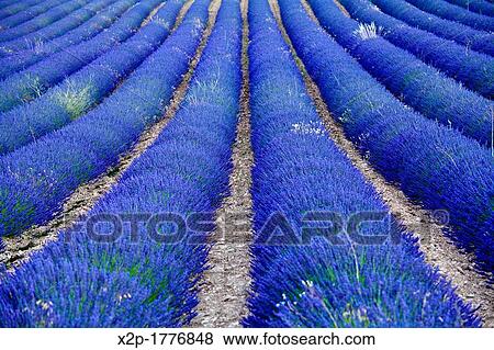 Stock Photo - Blooming field of Lavender Lavandula angustifolia around Sault and Aurel, in the Chemin des Lavandes, Provence-Alpes-Cote d? Azur, Southern France, France, Europe, PublicGround. Fotosearch
