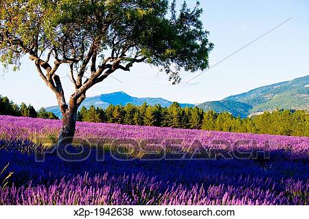 Blooming field of Lavender (Lavandula angustifolia) around Sault and Aurel, in the Chemin des Lavandes, Provence-Alpes-Cote d? Azur, Southern France, France, Europe, PublicGround. View Large Photo Image Stock Photo - Blooming field of Lavender (Lavandula angustifolia) around Sault and Aurel, in the Chemin des Lavandes, Provence-Alpes-Cote d? Azur, Southern France, France, Europe, PublicGround.. Fotosearch
