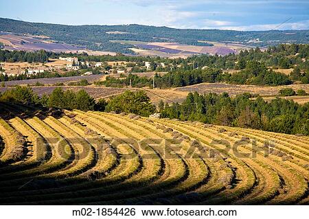 Stock Photograph - Blooming field of Lavender Lavandula angustifolia around Sault and Aurel, in the Chemin des Lavandes, Provence-Alpes-Cote d? Azur, Southern France, France, Europe, PublicGround. Fotosearch