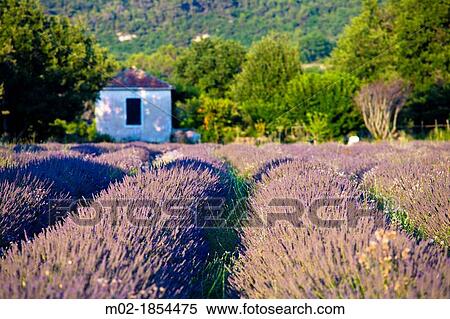 Stock Photography - Blooming field of Lavender Lavandula angustifolia Provence-Alpes-Cote d? Azur, Southern France, France, Europe, PublicGround. Fotosearch