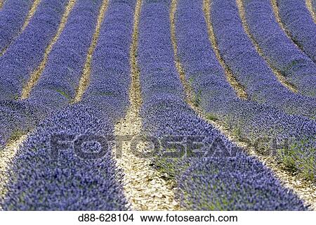 Blooming Lavender Field (Lavandula latifolia-lavandula angustifolia) View Large Photo Image Picture - Blooming Lavender Field (Lavandula latifolia-lavandula angustifolia). Fotosearch