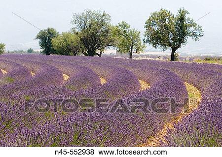 Blooming Lavender Field (Lavendula angustifolia) View Large Photo Image Stock Photo - Blooming Lavender Field (Lavendula angustifolia). Fotosearch