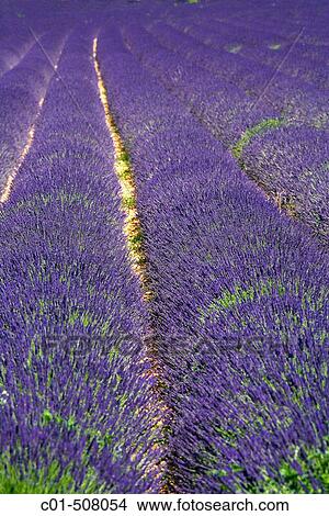 Blooming lavender field. Provence. France. View Large Photo Image Picture - Blooming lavender field. Provence. France.. Fotosearch