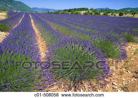 Blooming lavender field. Provence. France. View Large Photo Image Stock Photo - Blooming lavender field. Provence. France.. Fotosearch