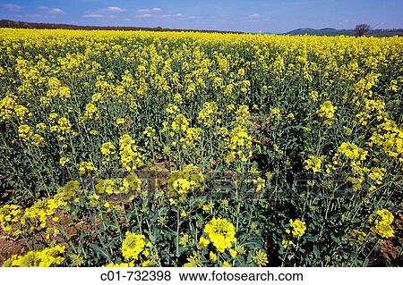 Blooming rape field, Alsace, France View Large Photo Image Stock Photo - Blooming rape field, Alsace, France. Fotosearch