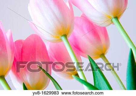 Blooming Tulip Flowers View Large Photo Image Stock Image - Blooming Tulip Flowers. Fotosearch