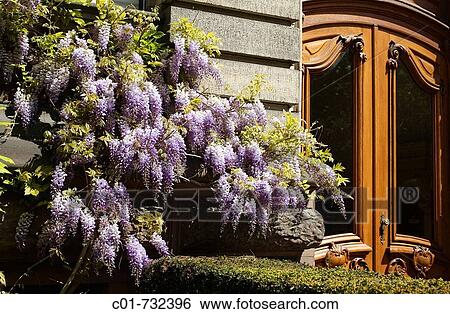 Blooming Wisteria and Wilhelminian style doorway, Strasbourg, Alsace, France View Large Photo Image Stock Photograph - Blooming Wisteria and Wilhelminian style doorway, Strasbourg, Alsace, France. Fotosearch
