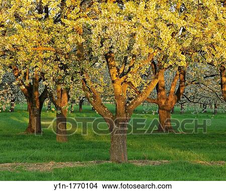 Blossom Cherry Tree in Spring, Appenweier, Baden-Wurttemberg, Germany View Large Photo Image Picture - Blossom Cherry Tree in Spring, Appenweier, Baden-Wurttemberg, Germany. Fotosearch
