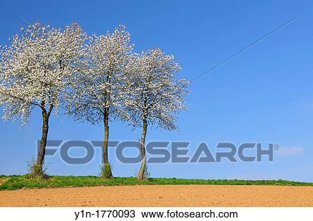 Blossom Cherry Tree in Spring, Wenigumstadt, Bavaria, Germany View Large Photo Image Stock Image - Blossom Cherry Tree in Spring, Wenigumstadt, Bavaria, Germany. Fotosearch