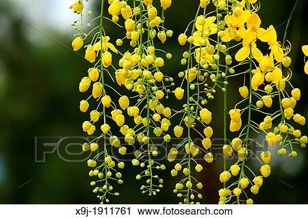 Blossom from the golden shower tree, Borneo. View Large Photo Image Stock Image - Blossom from the golden shower tree, Borneo.. Fotosearch