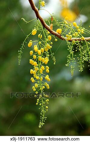 Blossom from the golden shower tree, Borneo. View Large Photo Image Stock Image - Blossom from the golden shower tree, Borneo.. Fotosearch
