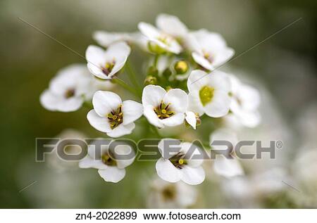 Stock Photo - Blossom Panicle. Bad Schallerbach. Austria.. Fotosearch