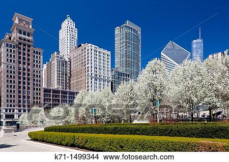 Picture - Blossoming cherry trees in Millenium Park with city skyline in downtown Chicago, Illinois, USA. Fotosearch
