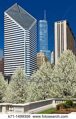 Stock Photograph - Blossoming cherry trees in Millenium Park with city skyline in downtown Chicago, Illinois, USA. Fotosearch