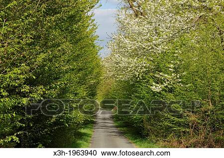 blossoming wild cherry tree-lined Champ des Epines forest road, forest of Rambouillet, Yvelines department, Ile de France region, France, Europe. View Large Photo Image Stock Image - blossoming wild cherry tree-lined Champ des Epines forest road, forest of Rambouillet, Yvelines department, Ile de France region, France, Europe.. Fotosearch