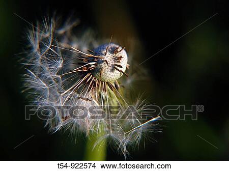 blowball in the light View Large Photo Image Picture - blowball in the light. Fotosearch