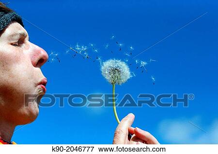 Blowing away the seeds of a flower. View Large Photo Image Stock Photo - Blowing away the seeds of a flower.. Fotosearch