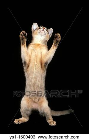 Blue Abyssinian Domestic Cat, Adult playing against Black Background View Large Photo Image Stock Image - Blue Abyssinian Domestic Cat, Adult playing against Black Background. Fotosearch