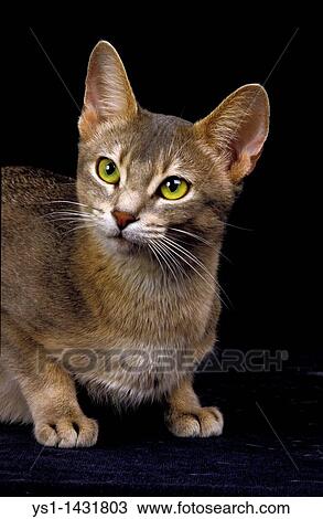 BLUE ABYSSINIAN DOMESTIC CAT, PORTRAIT OF ADULT AGAINST BLACK BACKGROUND View Large Photo Image Stock Image - BLUE ABYSSINIAN DOMESTIC CAT, PORTRAIT OF ADULT AGAINST BLACK BACKGROUND. Fotosearch
