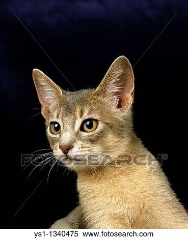 BLUE ABYSSINIAN DOMESTIC CAT, PORTRAIT OF KITTEN View Large Photo Image Stock Photography - BLUE ABYSSINIAN DOMESTIC CAT, PORTRAIT OF KITTEN. Fotosearch