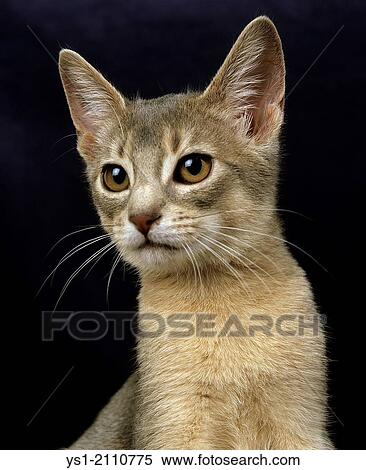 Blue Abyssinian Domestic Cat, Portrait of Kitten against Black Background. View Large Photo Image Stock Photography - Blue Abyssinian Domestic Cat, Portrait of Kitten against Black Background.. Fotosearch