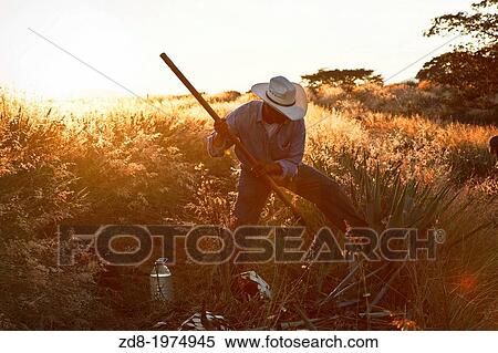 Stock Photography - Blue agave harvesting in tequila region of mexico.. Fotosearch