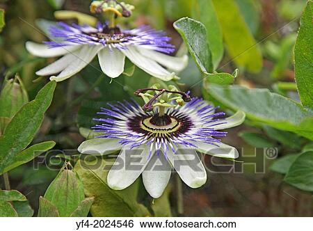 Blue and White Passion flowers or passion vines (Passiflora caerulea). View Large Photo Image Stock Photograph - Blue and White Passion flowers or passion vines (Passiflora caerulea).. Fotosearch