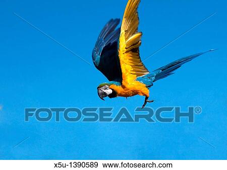 Blue and yellow macaw in flight Also known as the Blue and gold macaw, this South American parrot can reach 85cm long and 1 3 kilos in eight These parrots are long lived and can be kept as pets View Large Photo Image Stock Photo - Blue and yellow macaw in flight Also known as the Blue and gold macaw, this South American parrot can reach 85cm long and 1 3 kilos in eight These parrots are long lived and can be kept as pets. Fotosearch