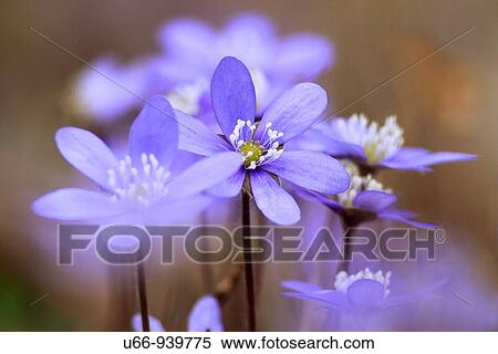 Blue Anemone, Botkyrka, Stockholm County, Sweden View Large Photo Image Stock Photography - Blue Anemone, Botkyrka, Stockholm County, Sweden. Fotosearch