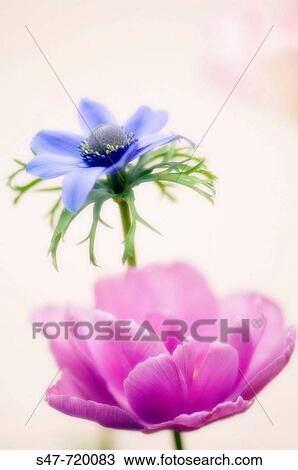 Blue Anemone Poppy and Pink Tulip. Anemone coronaria, tulipa hybrid. May 2007, Maryland, USA View Large Photo Image Stock Image - Blue Anemone Poppy and Pink Tulip. Anemone coronaria, tulipa hybrid. May 2007, Maryland, USA. Fotosearch