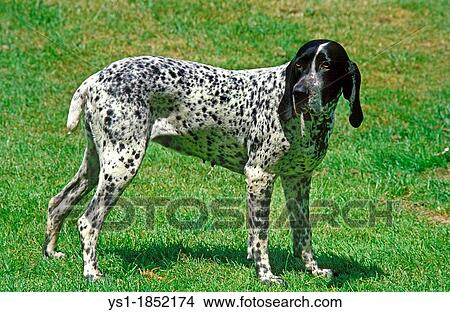 Blue Auvergne Pointing Dog, Adult standing on Lawn View Large Photo Image Picture - Blue Auvergne Pointing Dog, Adult standing on Lawn. Fotosearch