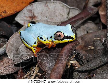 Blue Back Frog (Heterixalus madagascariensis) View Large Photo Image Stock Photo - Blue Back Frog (Heterixalus madagascariensis). Fotosearch