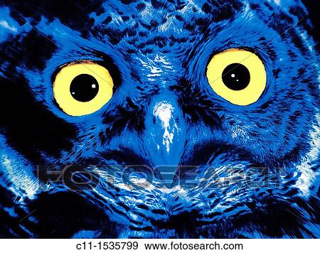 blue barred owl close up south africa View Large Photo Image Stock Photo - blue barred owl close up south africa. Fotosearch