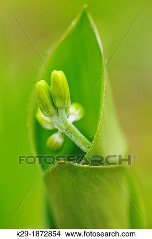 Blue bead lily Clintonia borealis flower buds and leaves, Greater Sudbury Lively, Ontario, Canada View Large Photo Image Picture - Blue bead lily Clintonia borealis flower buds and leaves, Greater Sudbury Lively, Ontario, Canada. Fotosearch