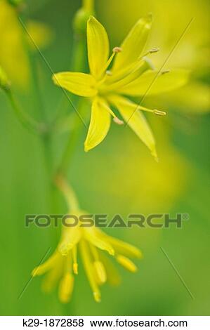 Stock Photo - Blue bead lily Clintonia borealis, Greater Sudbury Lively, Ontario, Canada. Fotosearch