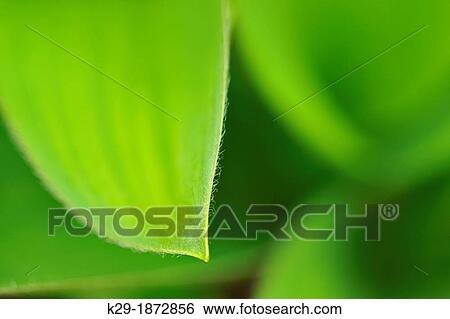 Blue bead lily Clintonia borealis leaves, Greater Sudbury Lively, Ontario, Canada View Large Photo Image Stock Photograph - Blue bead lily Clintonia borealis leaves, Greater Sudbury Lively, Ontario, Canada. Fotosearch