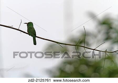 Blue-bearded Bee-eater (Nyctyornis athertoni) perched on branch. Kaeng Krachan National Park. Thailand. View Large Photo Image Stock Image - Blue-bearded Bee-eater (Nyctyornis athertoni) perched on branch. Kaeng Krachan National Park. Thailand.. Fotosearch