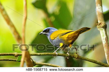 Blue-capped Tanager, Thraupis cyanocephala, Altos de Pipe, Venezuela View Large Photo Image Stock Photography - Blue-capped Tanager, Thraupis cyanocephala, Altos de Pipe, Venezuela. Fotosearch