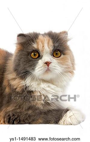 Blue Cream and White Highland Fold Domestic Cat, Female laying against White Background View Large Photo Image Stock Image - Blue Cream and White Highland Fold Domestic Cat, Female laying against White Background. Fotosearch