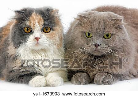Blue Cream and White Highland Fold Lilac Self Highland Fold or Lilac Self Scottish Fold Longhair Domestic Cat, Females laying against White Background View Large Photo Image Stock Image - Blue Cream and White Highland Fold Lilac Self Highland Fold or Lilac Self Scottish Fold Longhair Domestic Cat, Females laying against White Background. Fotosearch
