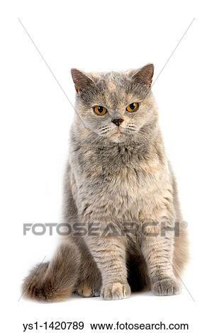 Blue Cream British Shorthair Cat Adult Female Against White