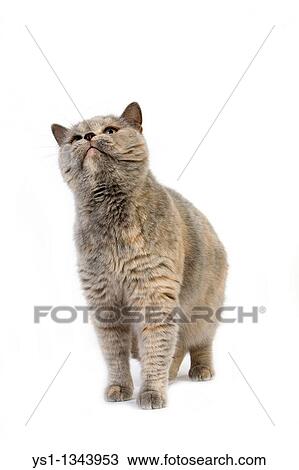 Blue Cream British Shorthair Domestic Cat Female Against White