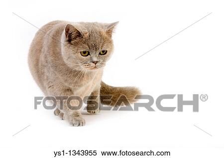 Blue Cream British Shorthair Domestic Cat Female Against White