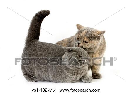 Blue Cream British Shorthair Female Cat And Blue British Shorthair